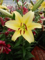 [5208 Bellville Mak No02.JPG]